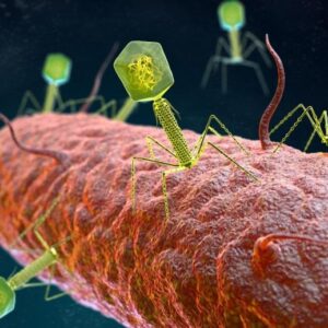 Virus Bakteriofag Menyerang Bakteri