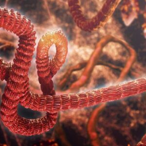 Konsep Artis Virus Ebola