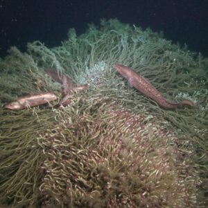 Belut Cusk Berenang di Sekitar Gundukan Cacing Tabung