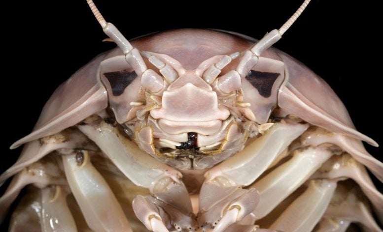 Bathynomus vaderi