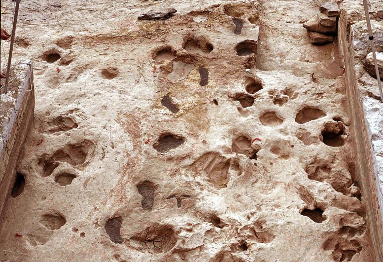 Jejak Kaki Hewan Jalur Hominin