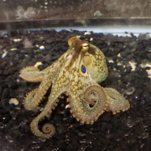Gurita bimakuloides