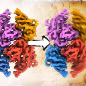 Struktur baru protein amiloid kritis