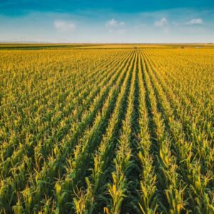 Lahan Pertanian Jagung