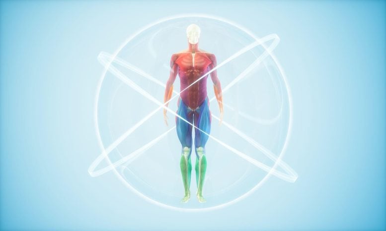 Konsep Kimia Umur Anatomi Manusia