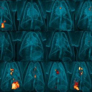 Gambar PET-CT Scan Paru-Paru Monyet