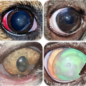 Florida spot keratopati (FSK) pada anjing dan kucing dengan penyakit mata bersamaan