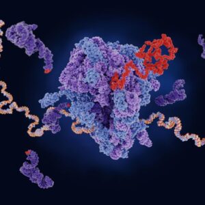 Ribosom menerjemahkan messenger RNA ke dalam rantai polipeptida