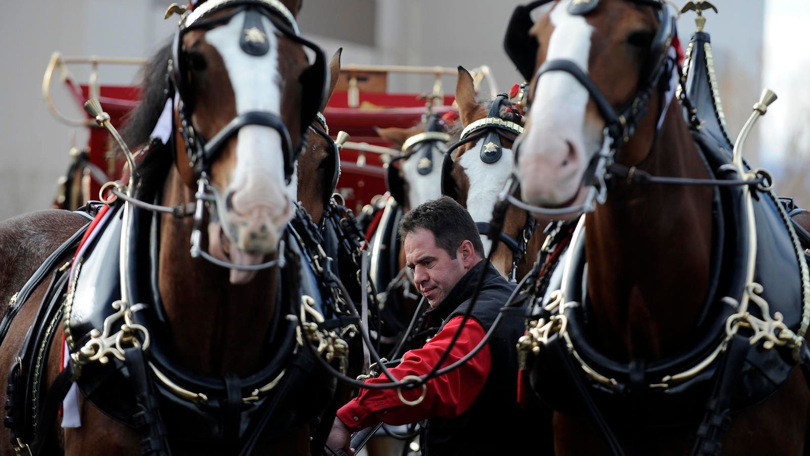 Fans Memilih Iklan Budweiser Menampilkan Clydesdale Muda Super Bowl 2025 Commercial