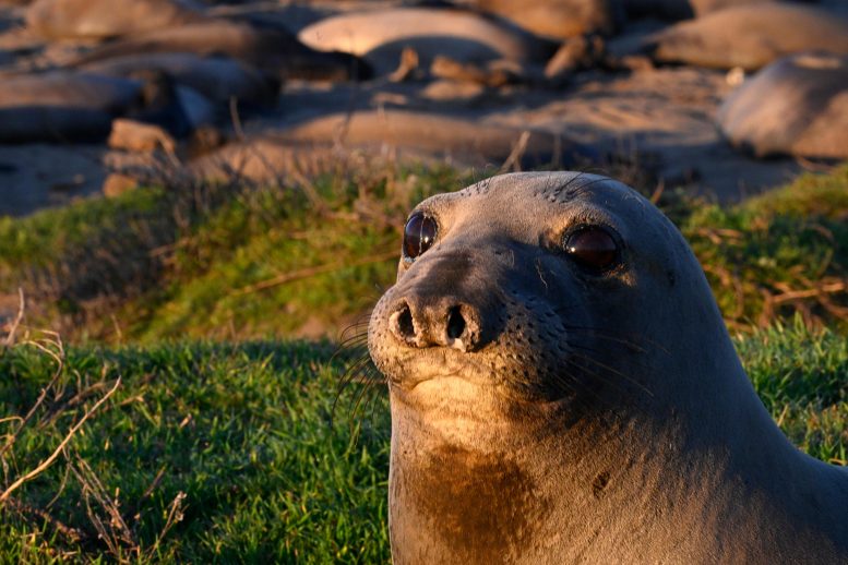 Northern Elephant Seal Natural New Year Reserve
