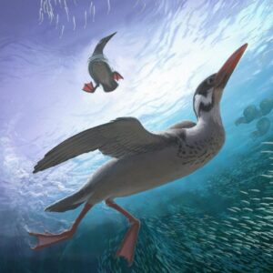 Sepasang vegavis iaai