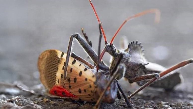 Predator Lanternfly berbintik -bintik
