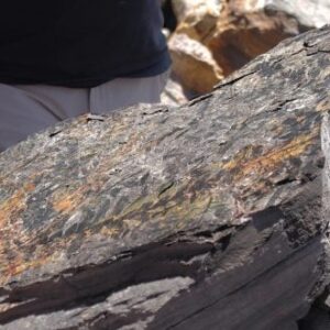 Batuan tertutupi daun fosil biji yang punah dicroidium