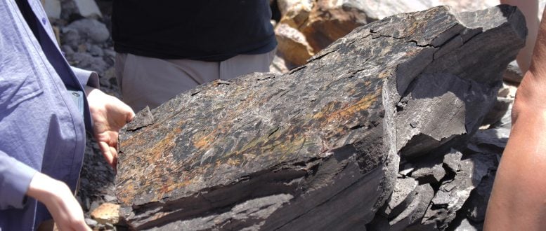 Batuan tertutupi daun fosil biji yang punah dicroidium