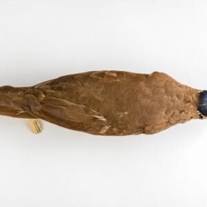 Dove puyuh berkepala biru