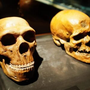 Tengkorak Museum Evolusi Manusia Close Up