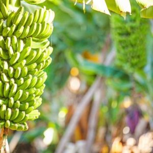 Panas menyala: mengapa pisang mungkin menjadi suguhan langka dan mahal Perkebunan Pohon Pisang