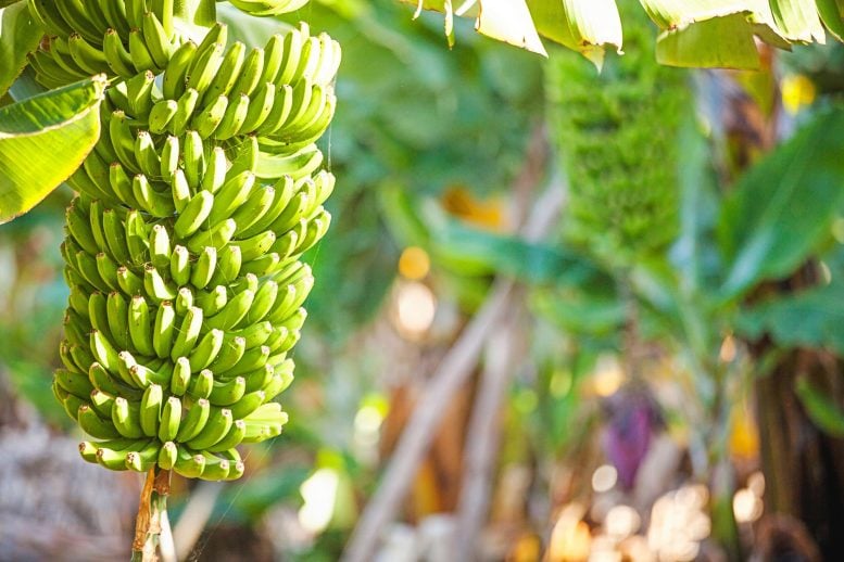 Perkebunan Pohon Pisang