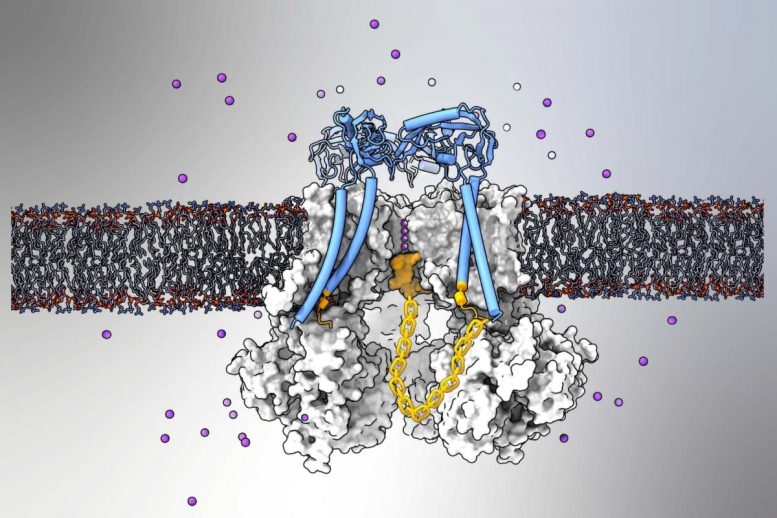 Saluran Ion BK