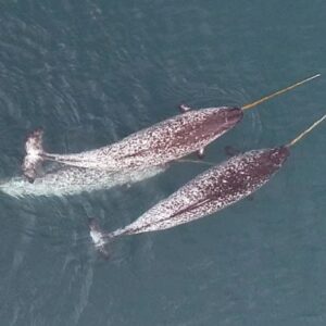 Tertangkap di drone: narwhals stun mangsa dan bermain dengan gading Narwhal ikon Arktik