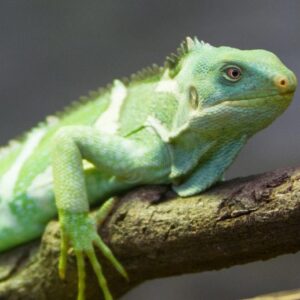 Fiji crested iguana tutup