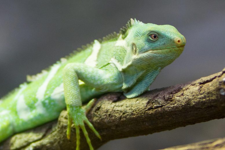 Fiji crested iguana tutup