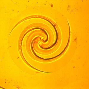 Chip Germanium Spiral Logaritmik