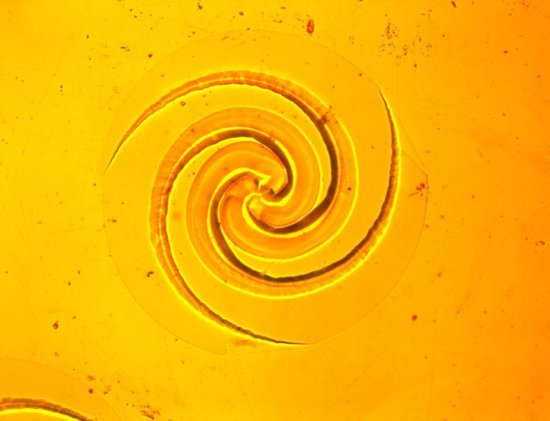 Chip Germanium Spiral Logaritmik