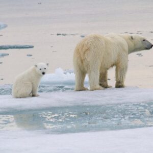 Ibu beruang kutub dan anak di atas es laut, svalbard