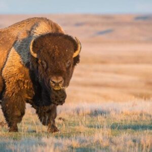 Bison Prairie