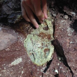 Skull of Buettnereton Bakery
