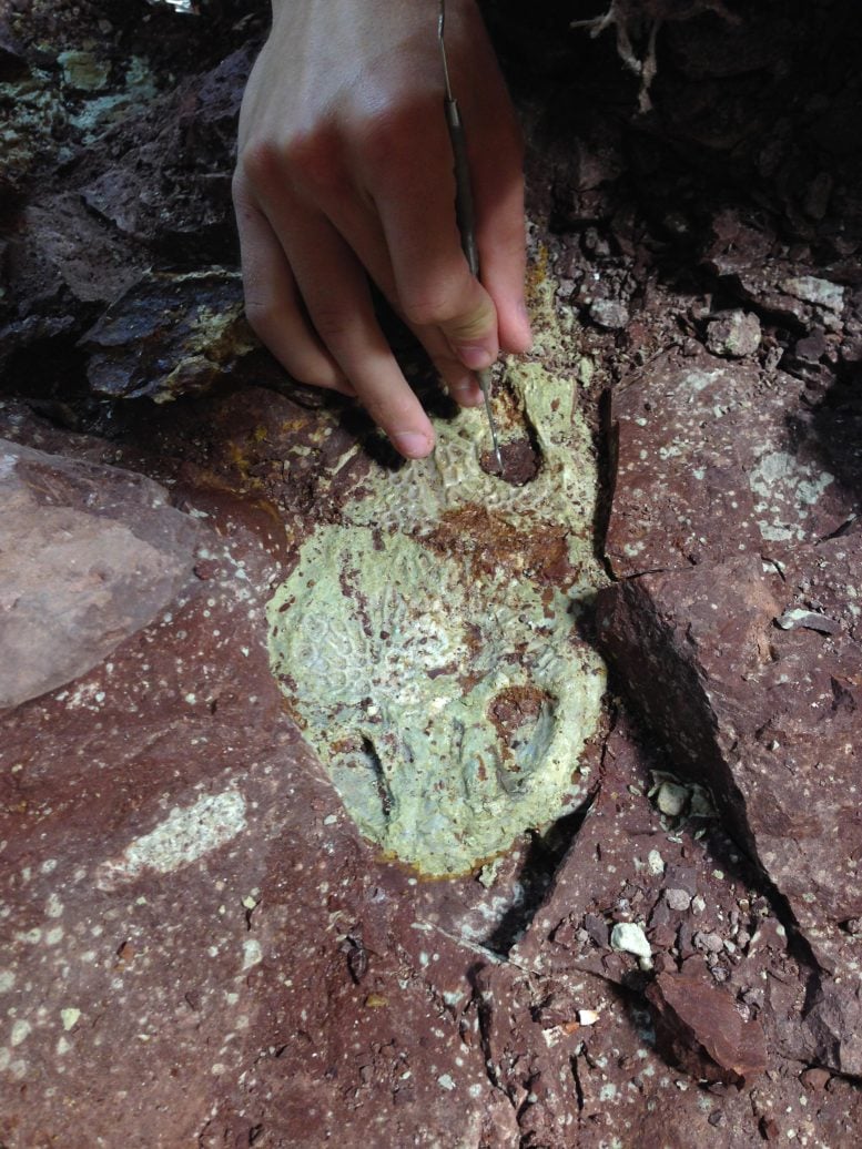 Skull of Buettnereton Bakery
