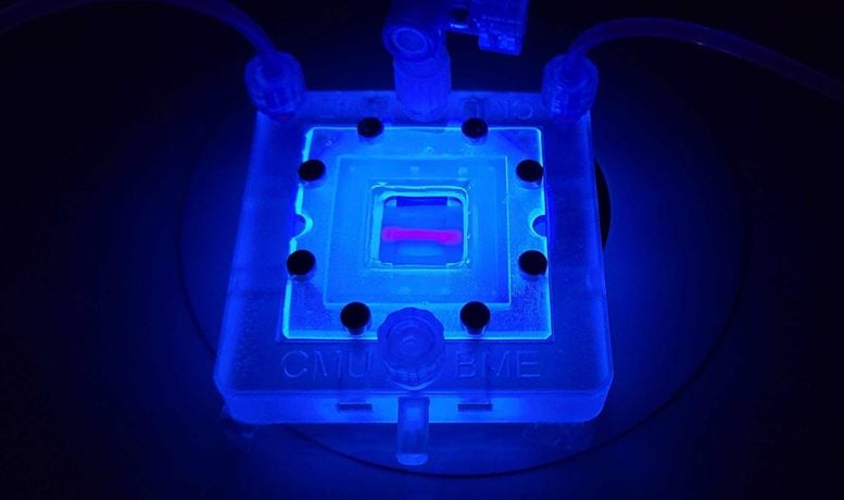 3D BIOPRINTED PANCREATIC TISSUE SCORFOLD