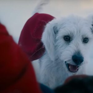 Superman Wb Dc Studios Krypto