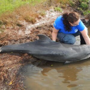 Seorang peneliti mengangkat lumba -lumba yang sudah meninggal dari air