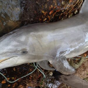 Image of a dolphin body from Florida's Indian River Lagoon.