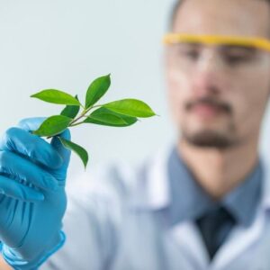 Ilmuwan tanaman memegang ranting