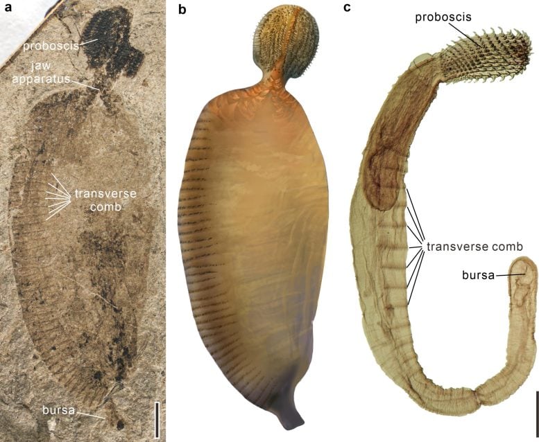Pandangan keseluruhan Juracanthocephalus, di samping rekonstruksi artistik, dan perbandingan dengan cacing acanthocephalan modern