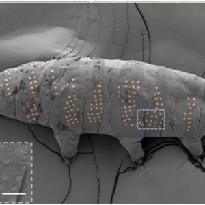 Tattooed Tardigrades