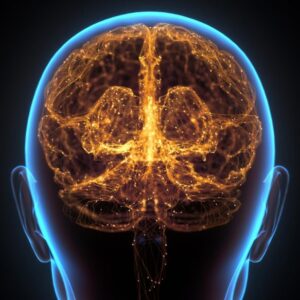 Jaringan Saraf Otak Manusia Korteks Cerebral