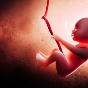 Janin manusia di dalam rahim