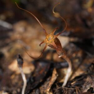 Aliasii ini di habitat aslinya