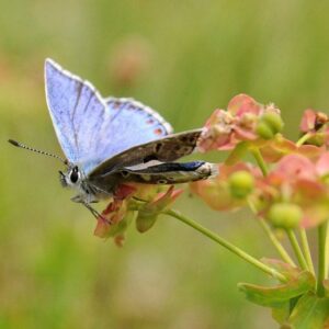 Polyommatus icarus