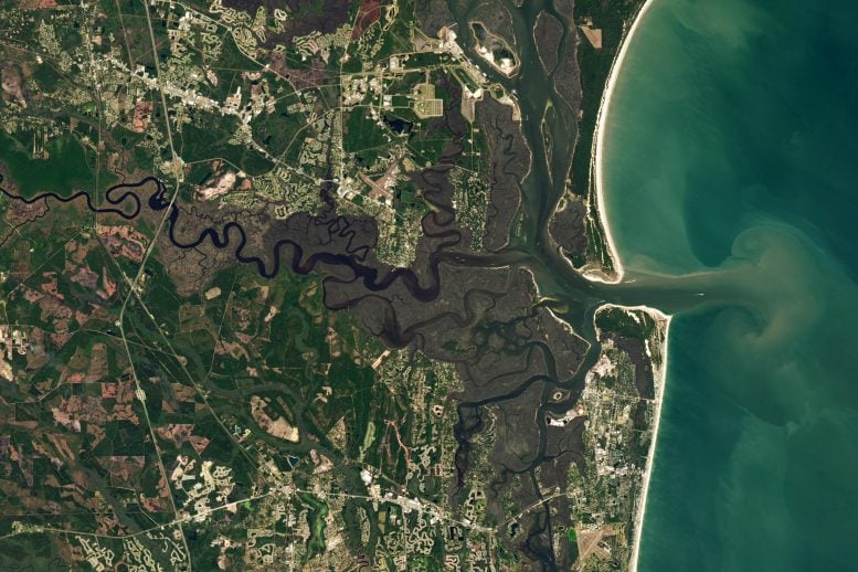 Saint Marys River Mangrove