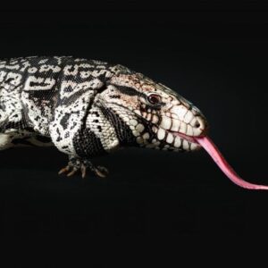 Spesies invasif tegu hitam dan putih Argentina