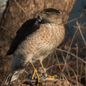 Cooper's Hawk