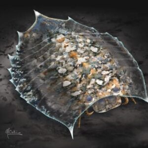 Rekonstruksi Artistik Burgess Shale Concilitergan Helmetia