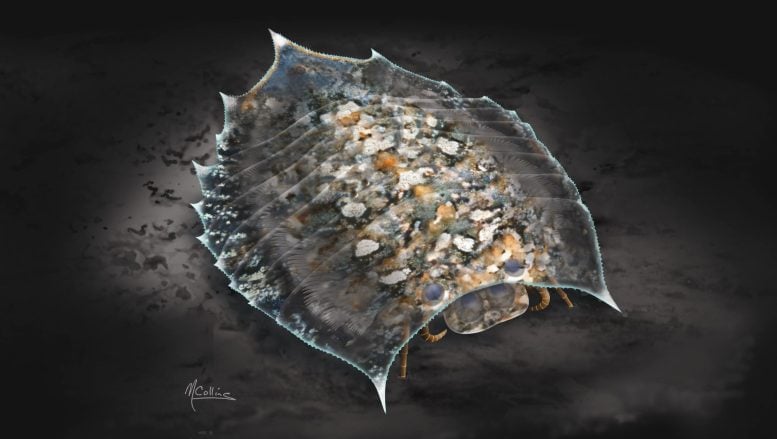 Rekonstruksi Artistik Burgess Shale Concilitergan Helmetia