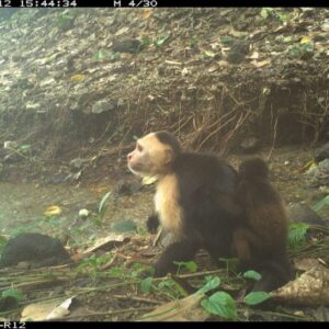 Monyet capuchin membawa bayi howler monyet