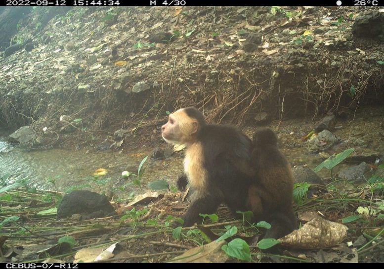 Monyet capuchin membawa bayi howler monyet